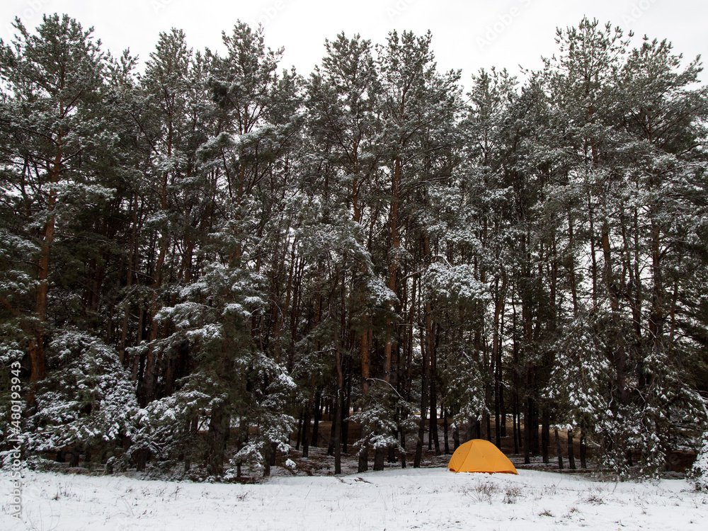 Obraz premium Yellow tourist tent in the winter pine forest, Hike in the forest with the first snow.