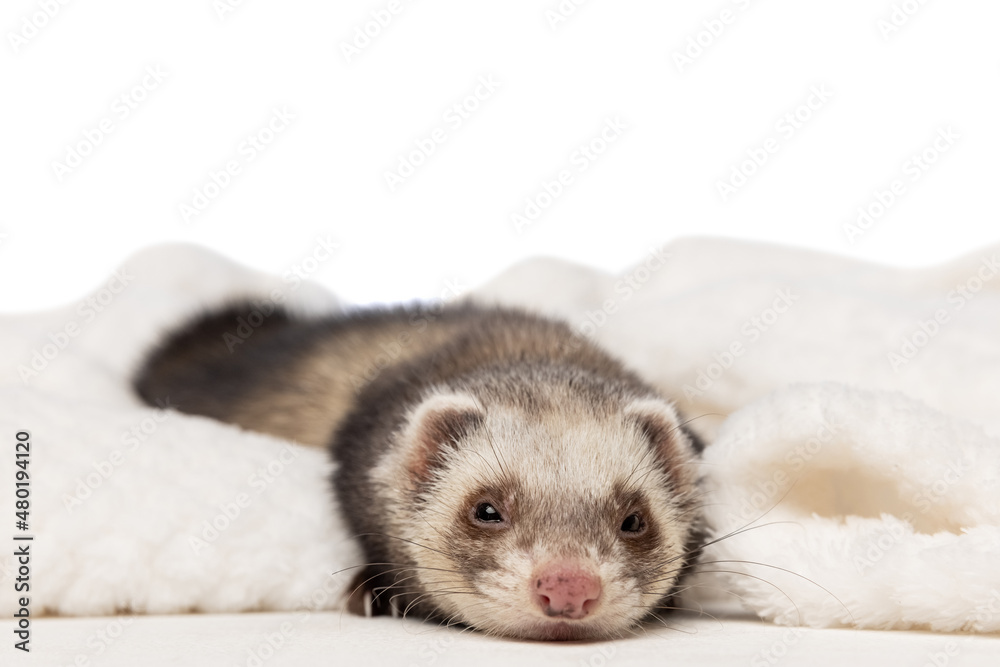 Cute little white grey ferret lies in a warm blanket isolated on white background. Concept of happy domestic and wild animals, care Cute little white grey ferret lies in a warm blanket isolated on white background. Concept of happy domestic and wild animals, care