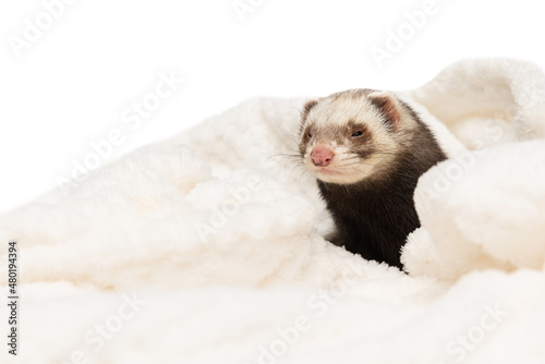 Cute little white grey ferret lies in a warm blanket isolated on white background. Concept of happy domestic and wild animals, care