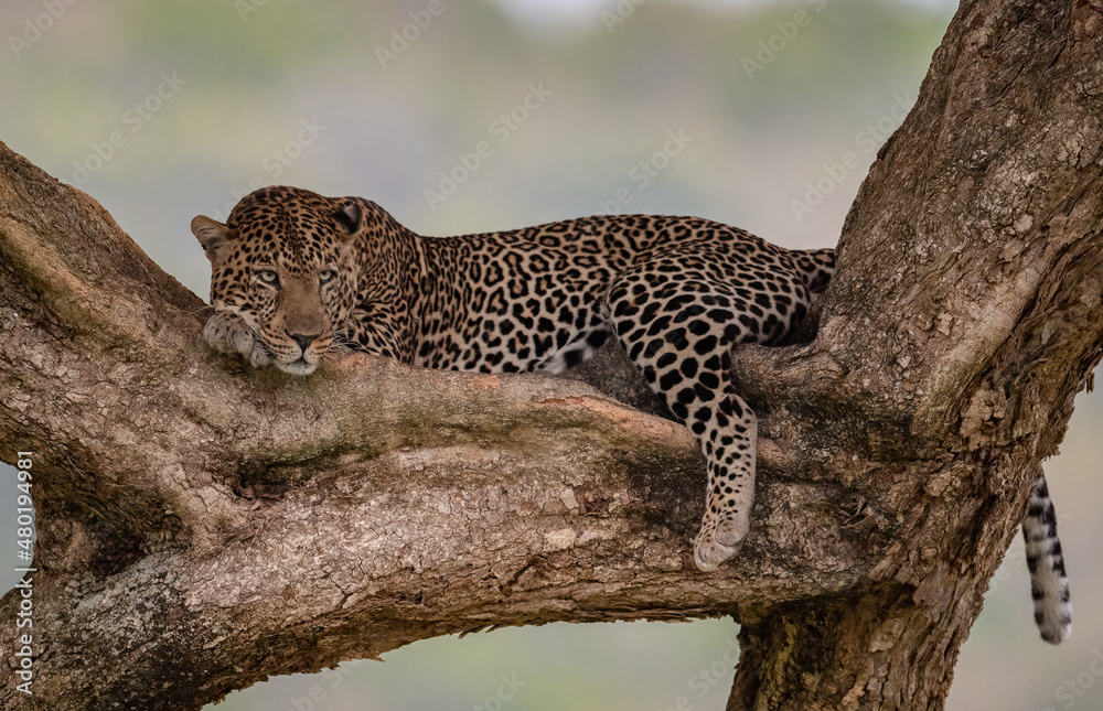 Fototapeta premium Leopard in a tree in Africa 