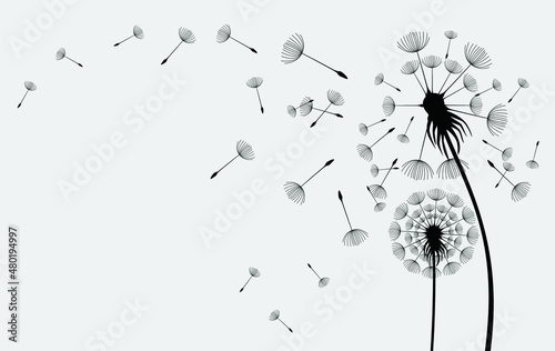 Hand drawn dandelion flowers. Abstract floral summer posters  wall art isolated on white background   Creative vector illustration 