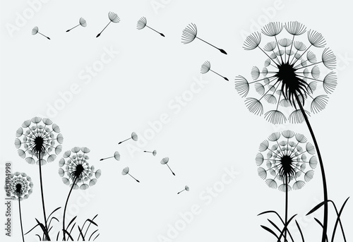 Hand drawn dandelion flowers. Abstract floral summer posters  wall art isolated on white background   Creative vector illustration 