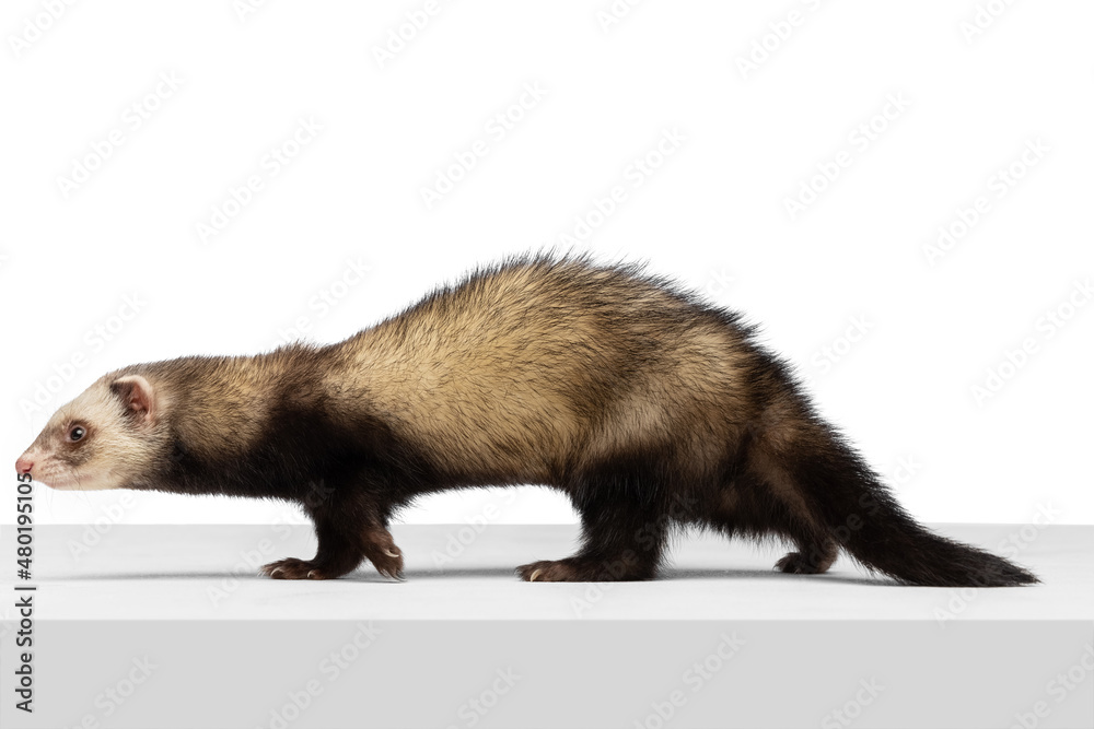 Fototapeta premium Portrait of fluffy ferret posing isolated on white background. Concept of happy domestic and wild animals, care
