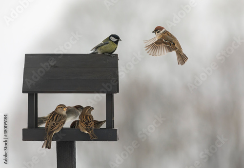 flock of small birds sparrows flew to a wooden feeder house in the park
