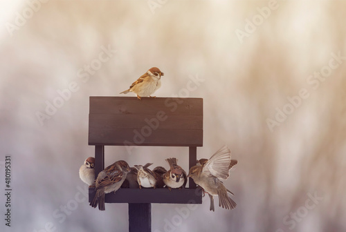 flock of small birds sparrows flew to a wooden feeder house in the park