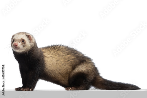 Portrait of fluffy ferret posing isolated on white background. Concept of happy domestic and wild animals, care