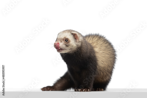 Studio shot of cute little white grey ferret isolated over white background. Concept of happy domestic and wild animals, care