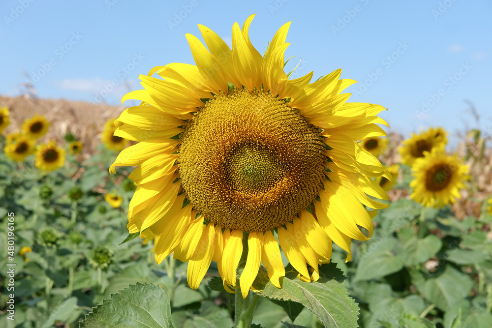 Sunflowers Sunflower field during the day, feeling refreshed,Flower Background