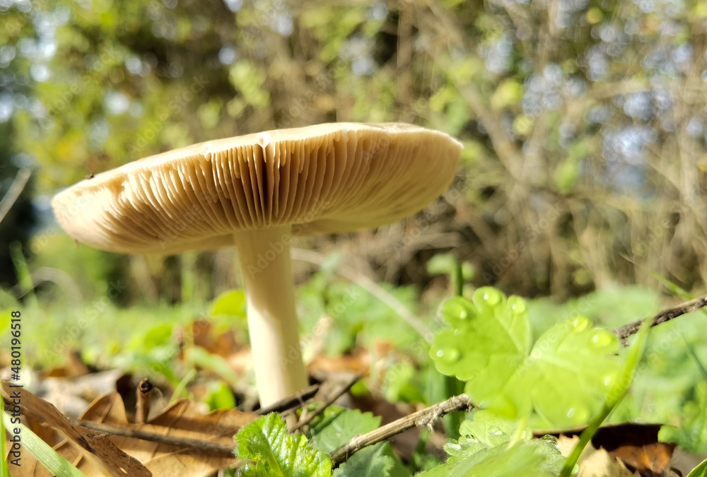 mushrooms mushroom in the nuture green leaves like umbrellas mushrooms mushroom in the nuture green leaves like umbrellas