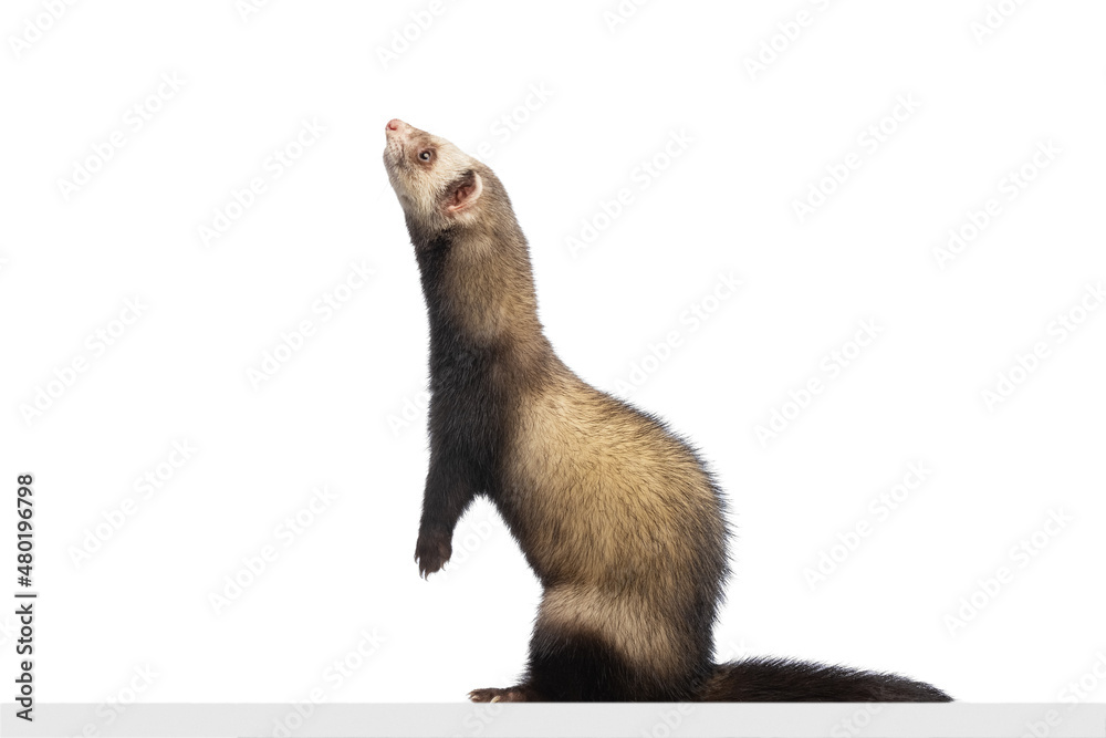 Studio shot of cute little white grey ferret isolated over white background. Concept of happy domestic and wild animals, care Studio shot of cute little white grey ferret isolated over white background. Concept of happy domestic and wild animals, care