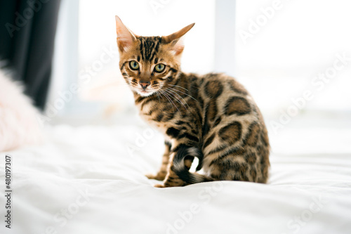 Little Baby Bengal kitty at home bed