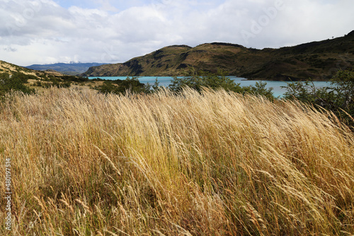 Characteristic landscape in the Torres del Paine Park  Chile