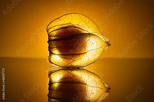 Physalis, Physalis peruviana, Andenbeere photo