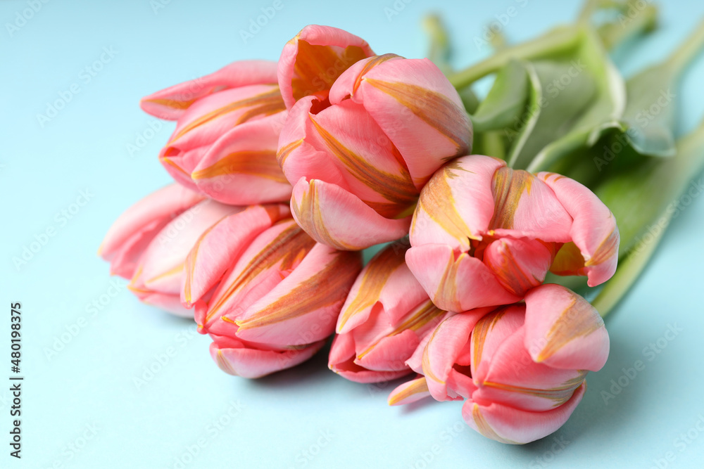 Fototapeta premium Pink tulips on blue background, close up