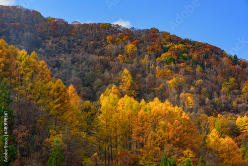 Fototapeta Naklejka Na Ścianę i Meble -  autumn forest in the mountains