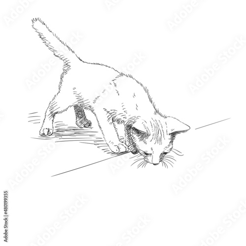 cat