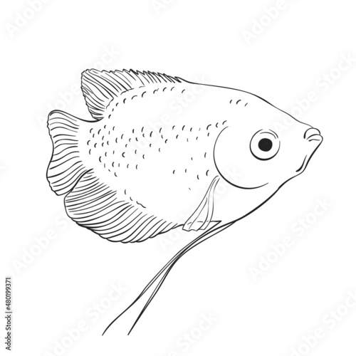 fish vector sketch isolated photo