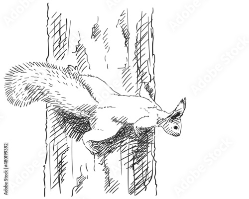 squirrel