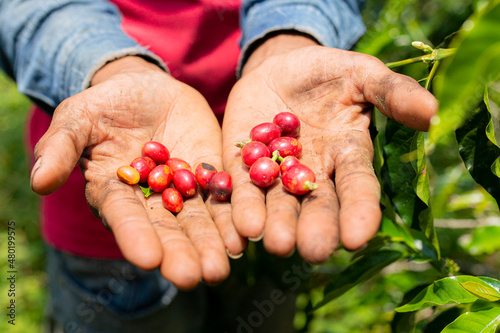 Farmer collecting his coffee crop. Fredonia, Antioquia, Colombia. 