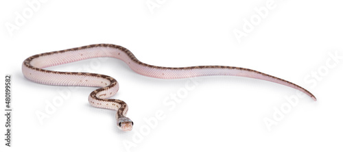 Baby white sided Texas rat snake or Elaphe obsoleta lindheimeri  crawling over white solid background. photo