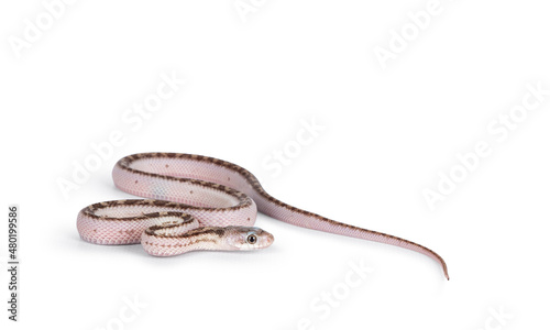 Baby white sided Texas rat snake or Elaphe obsoleta lindheimeri  crawling over white solid background.