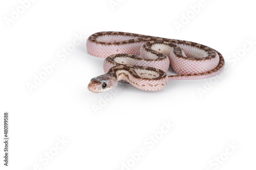 Baby white sided Texas rat snake or Elaphe obsoleta lindheimeri  crawling over white solid background.