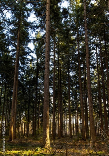 Magical forest in wintertime