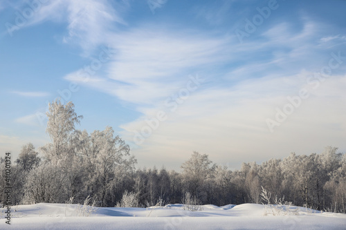 Snowy frosty forest. Beautiful view of snowy trees