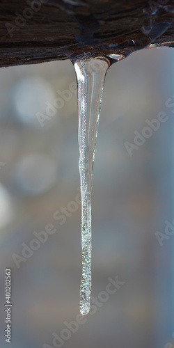 frozen tree branches with icicles © bOBAN