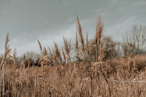 Pampas grass in the sky, Abstract natural background of soft plants Cortaderia selloana moving in the wind.