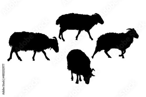 Sheeps silhouettes set isolated on white background. Farm animals. Animal husbandry and breeding of sheep. Butchery, meat or sheeps wool shop logo template. Stock vector illustration