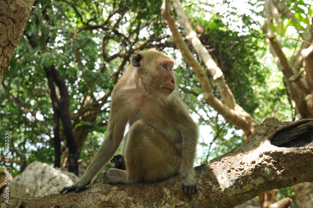 Fototapeta premium monkey sitting on a tree