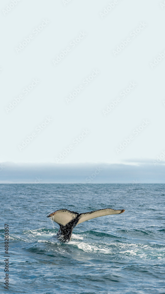Fototapeta premium Cover page with a tail of a humpback whale during whale watching safari in Iceland, summer, with blue sky solid background with copy space. Concept of biodiversity and wildlife conservation.