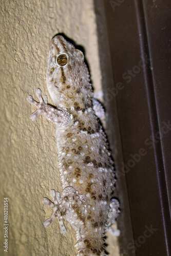 Bibron's Thick-toed Gecko in the Kgalagadi photo