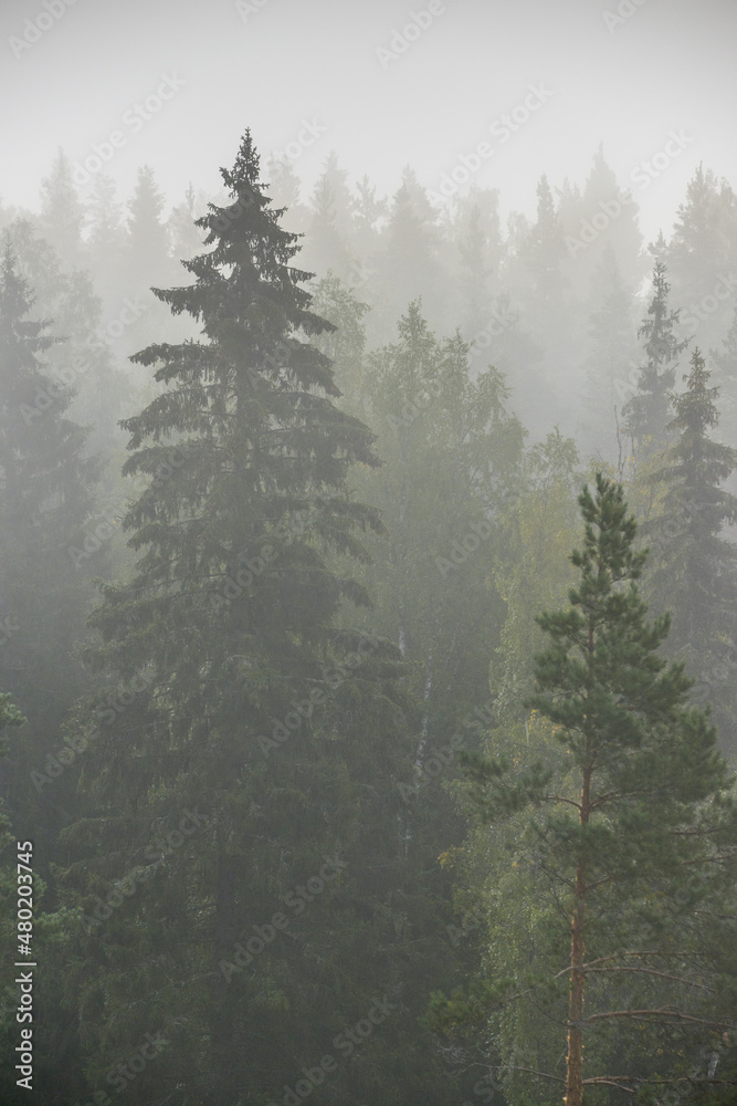 Fototapeta premium foggy morning in the taiga