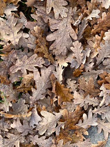 fallen autumn oak leaves on the ground