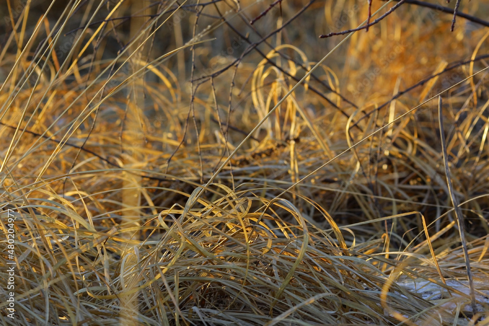 Late autumn. Dry golden grass at sunset with first snow on it Late autumn. Dry golden grass at sunset with first snow on it