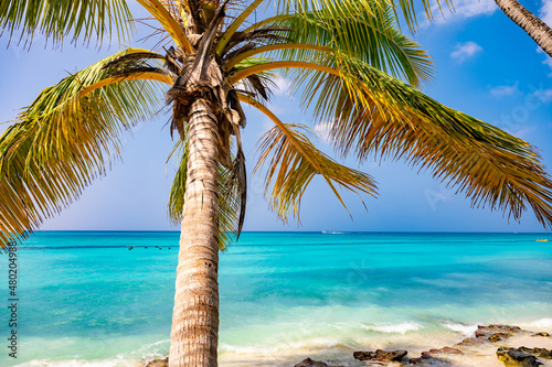 caribbean sea palm trees paradise