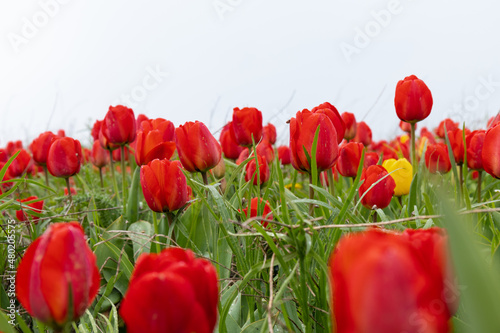 Red tulips in the grass. Floral background.