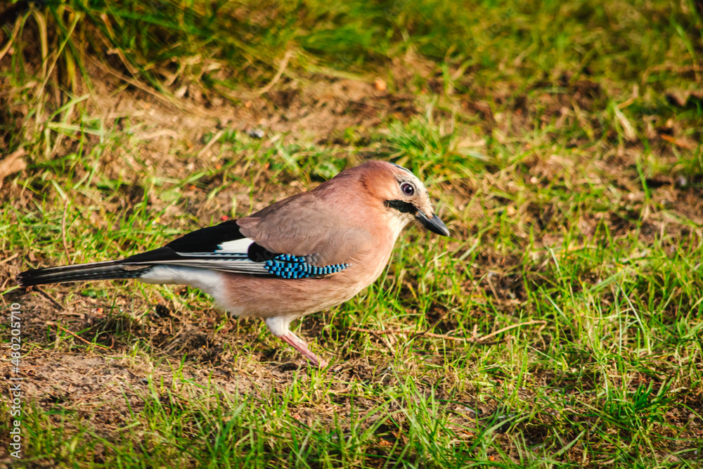 Eurasian jay - a bird of the crow family. Eurasian jay - a bird of the crow family.