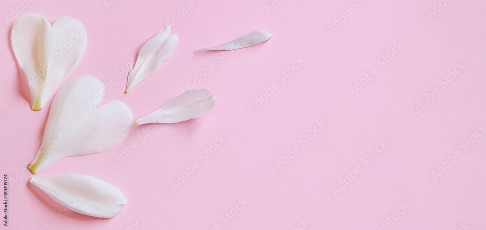 White flower petals on pink background. Design for greeting card for Valentines Day.