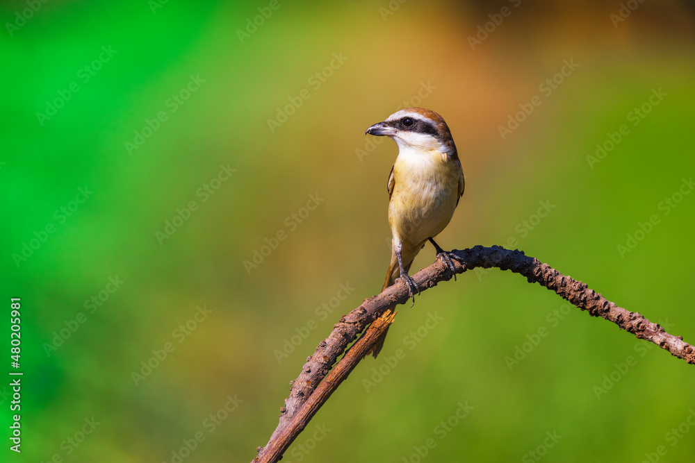 Obraz premium bird in thailand : Brown Shrike, Lanius cristatus