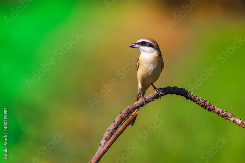 bird in thailand : Brown Shrike, Lanius cristatus