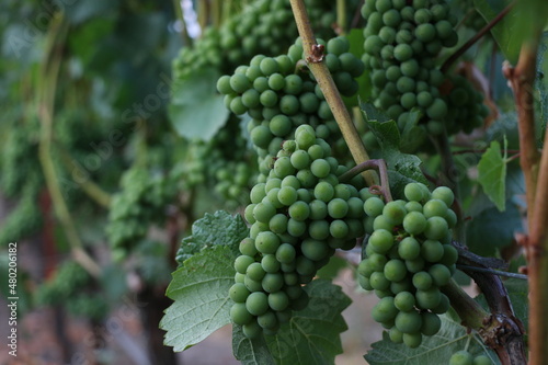 Pinot noir grape clusters prior to color change