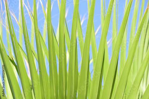 Close up  texture and background of the fanned leaves of a palm tree against a blue sky