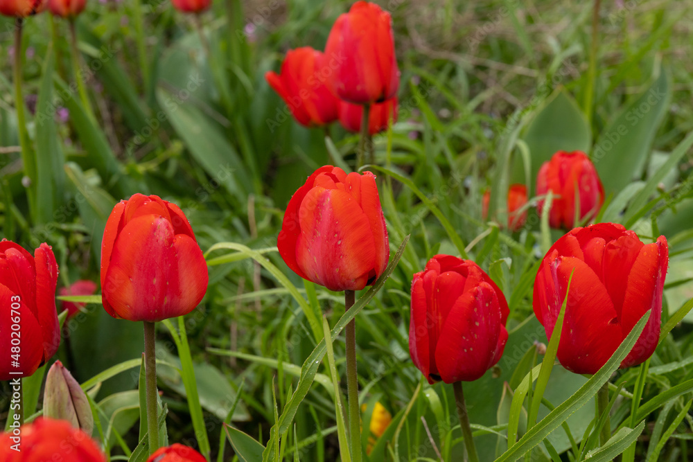 Red tulips in the grass. Floral background.