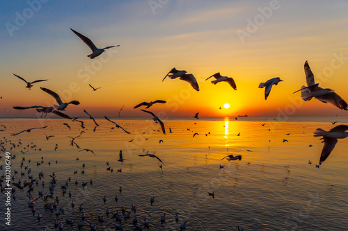 Sunset or evening time at sea or ocean with seagull bird flying. © Phongsak