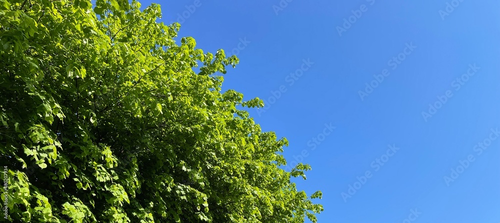 Fototapeta premium spring, summer background banner - green tree and blue sky