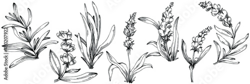 Lavender Isolated sketch illustration. Hand drawn element for wedding herb, plant or monogram with elegant leaves for invitation save the date card design. Botanical rustic trendy greenery.