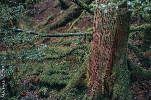 Winter Yaskuhima forest in Kyusyu Japan World Heritage in Japan 